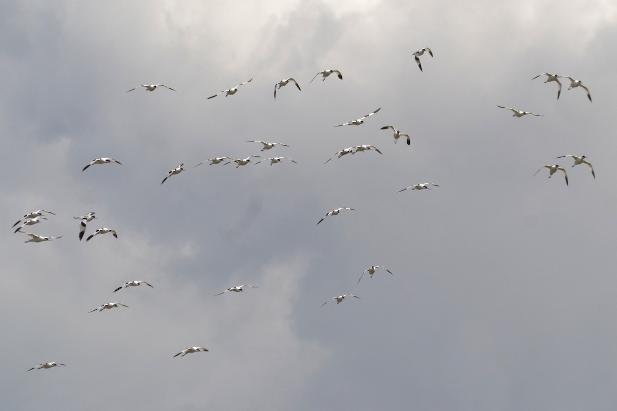 Pied Avocet - ML635369361