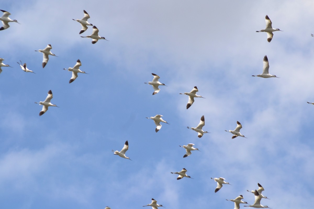 Pied Avocet - ML635369370