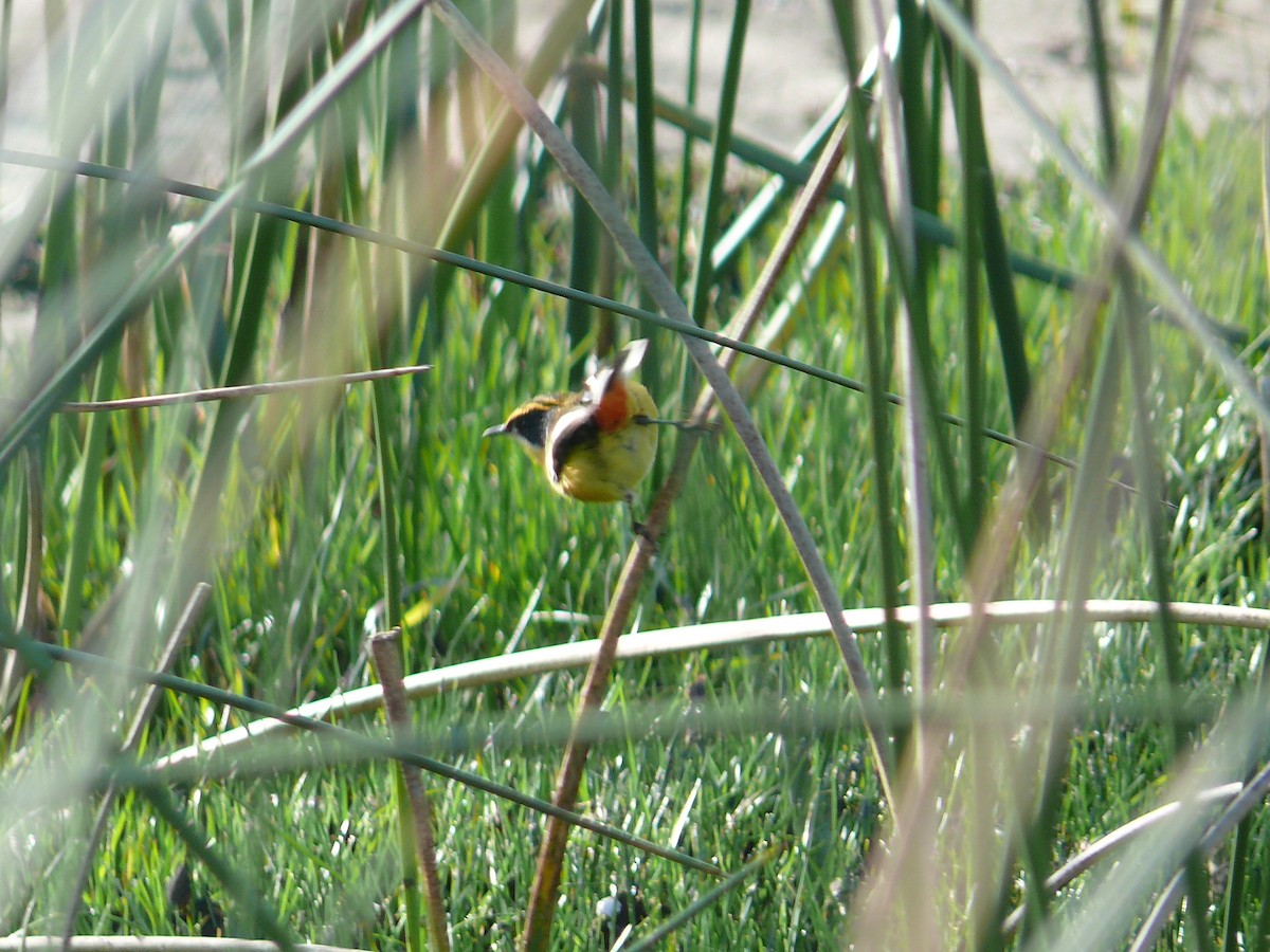 Many-colored Rush Tyrant - ML635369372