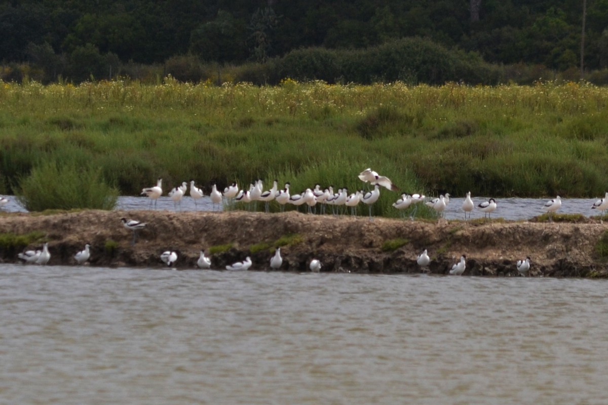 Pied Avocet - ML635369391