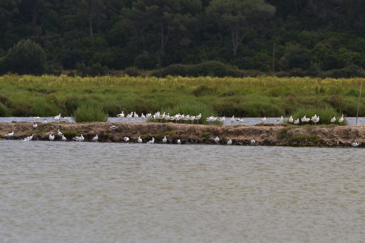 Pied Avocet - ML635369405