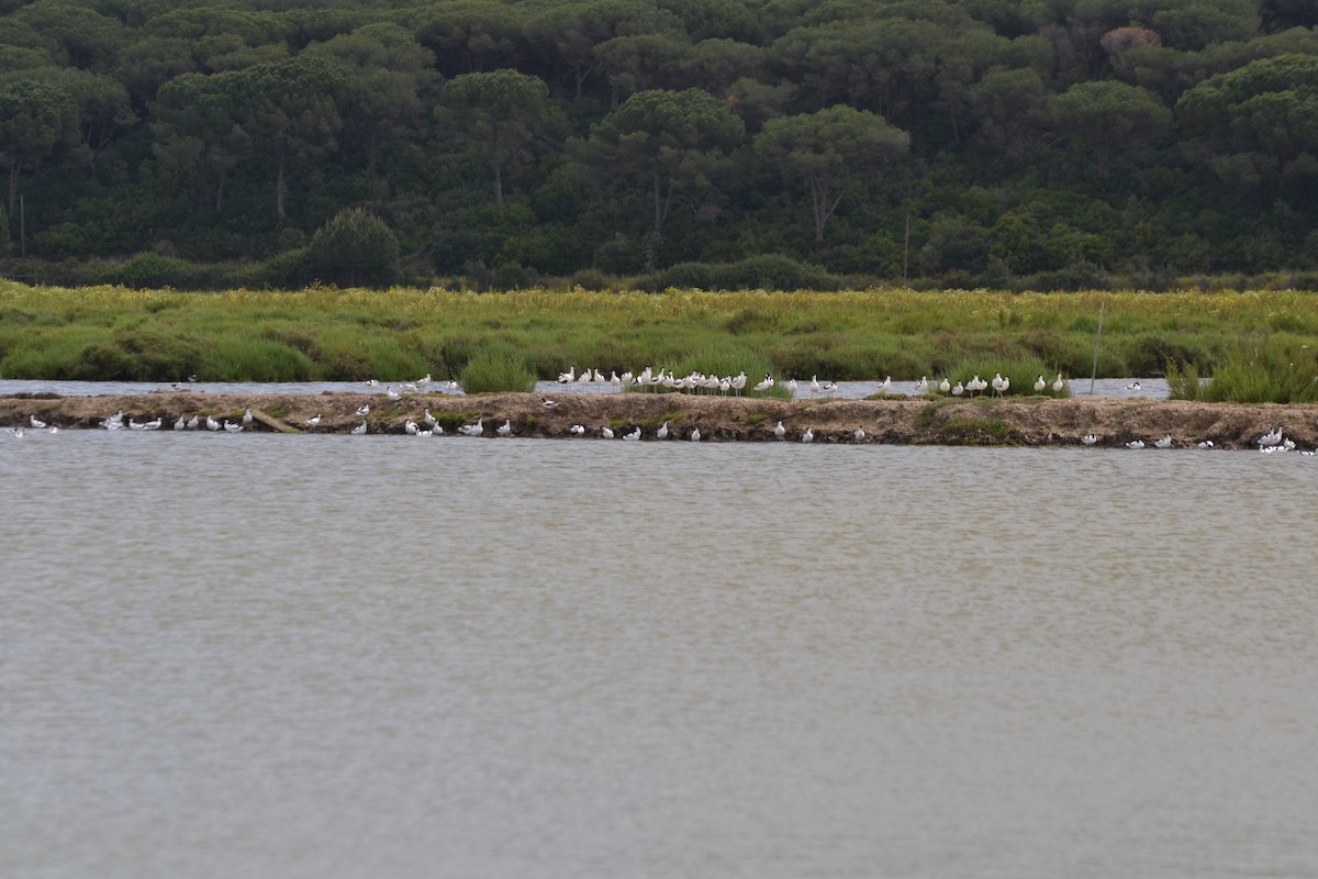 Pied Avocet - ML635369417
