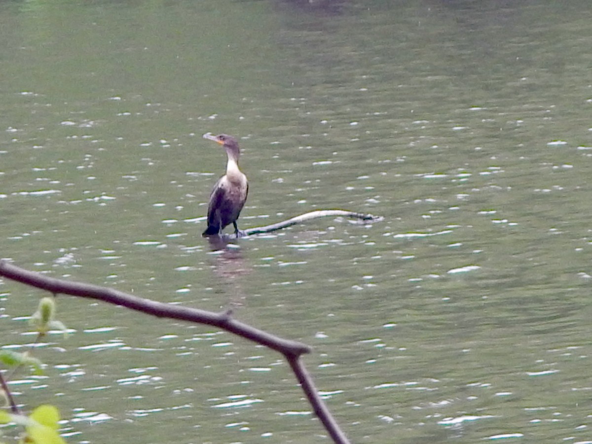 Double-crested Cormorant - ML635369448