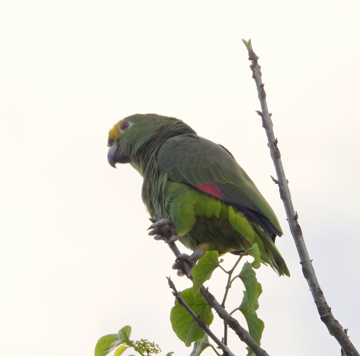 Yellow-crowned Amazon - ML635369490