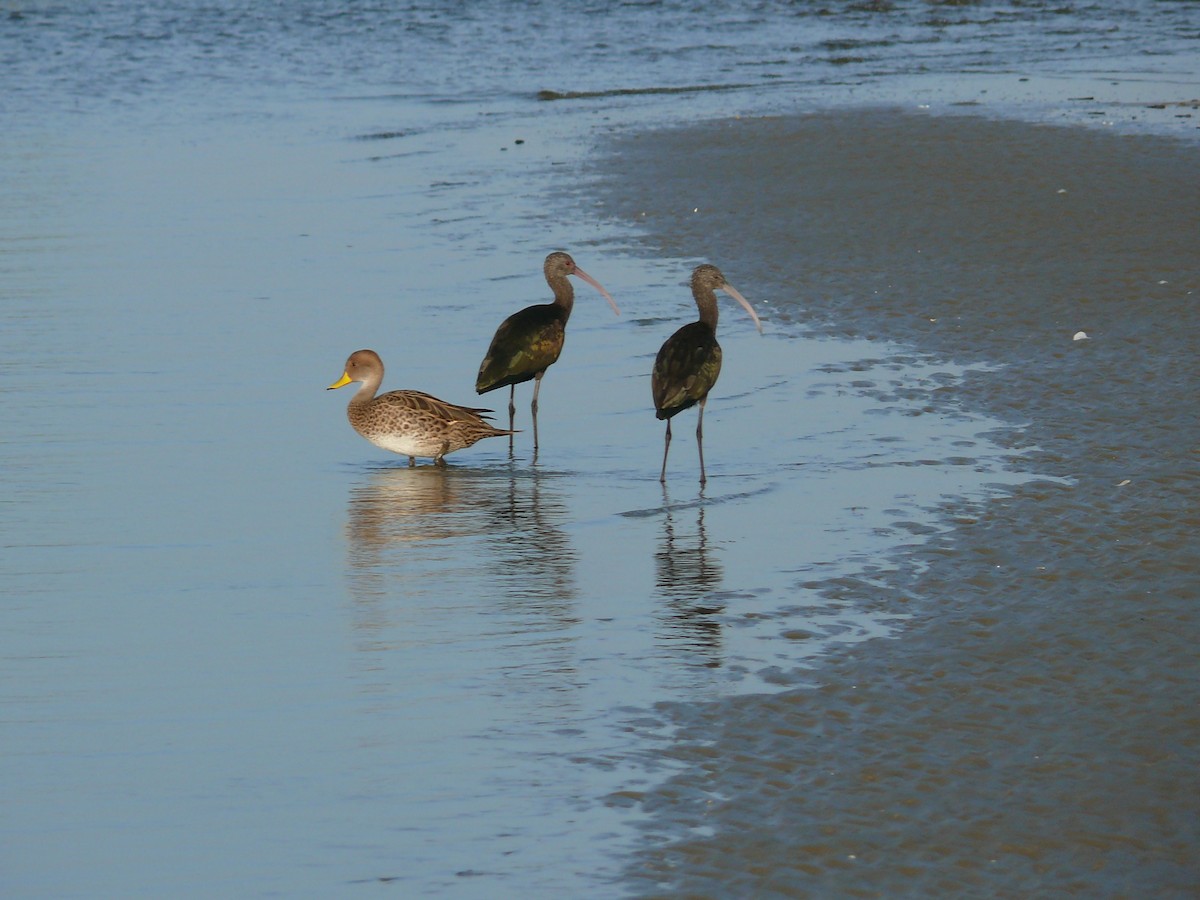 White-faced Ibis - ML635369493