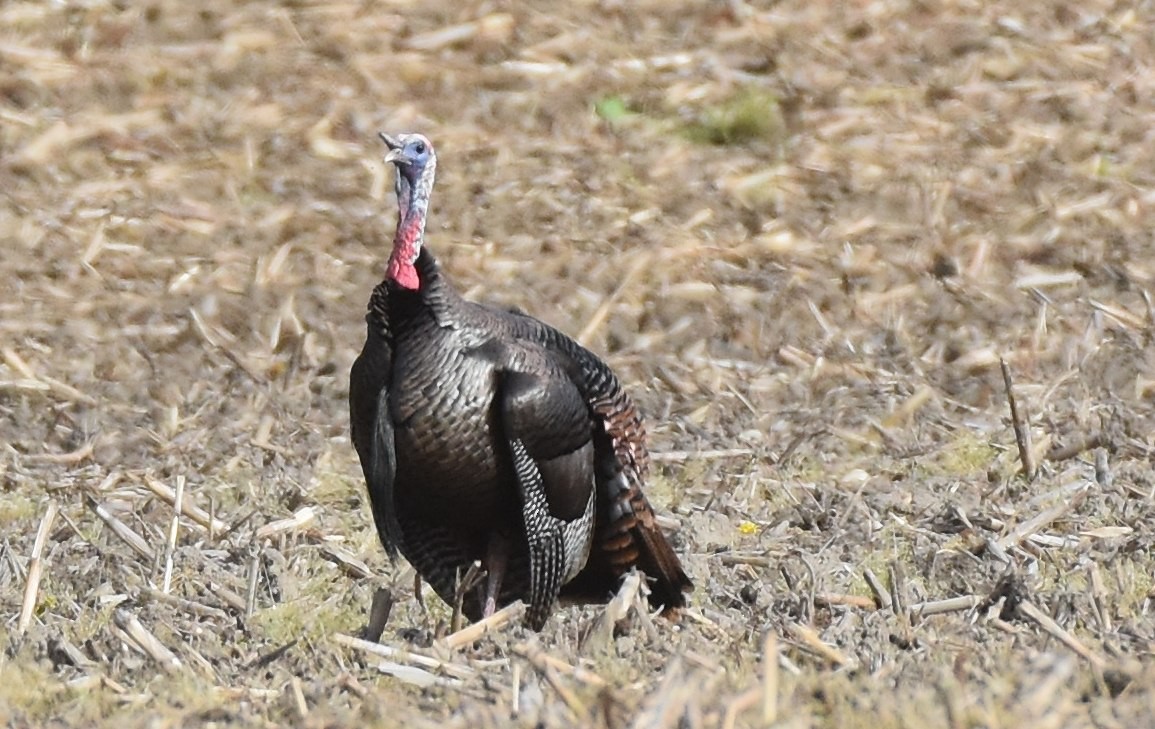 Wild Turkey - ML635369497