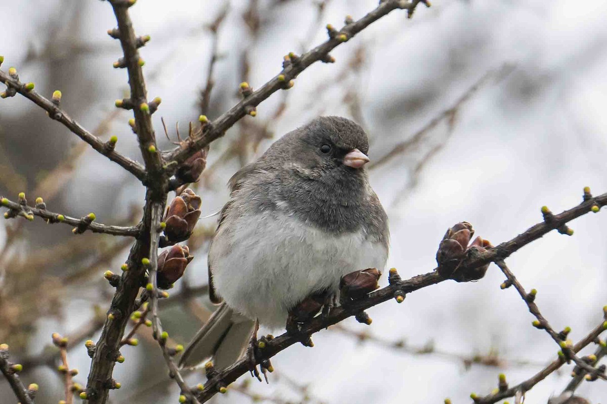 Dark-eyed Junco - ML635369499