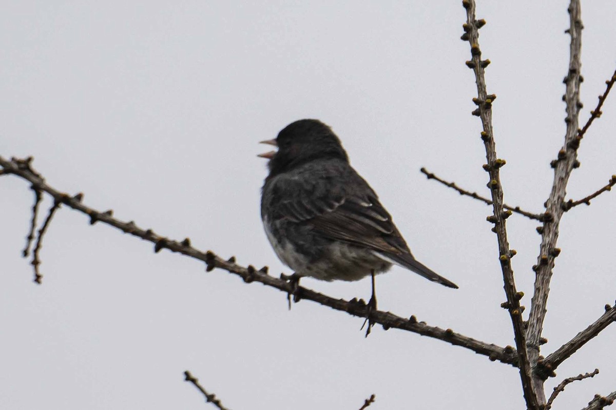 Dark-eyed Junco - ML635369500