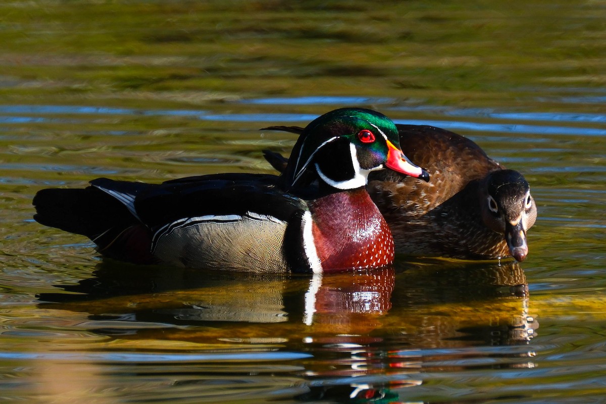 Wood Duck - ML635369501