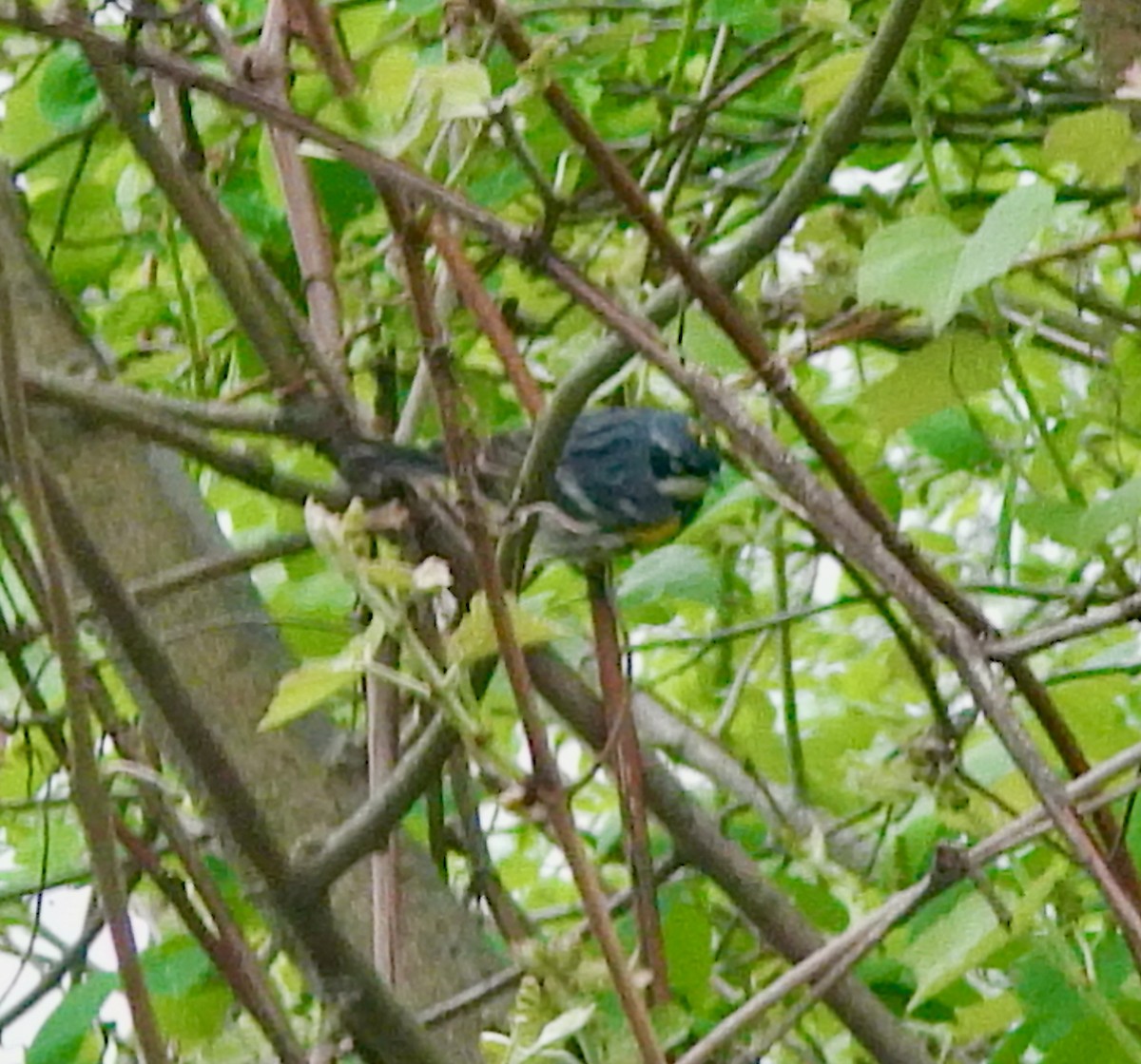 Yellow-rumped Warbler (Myrtle) - ML635369519