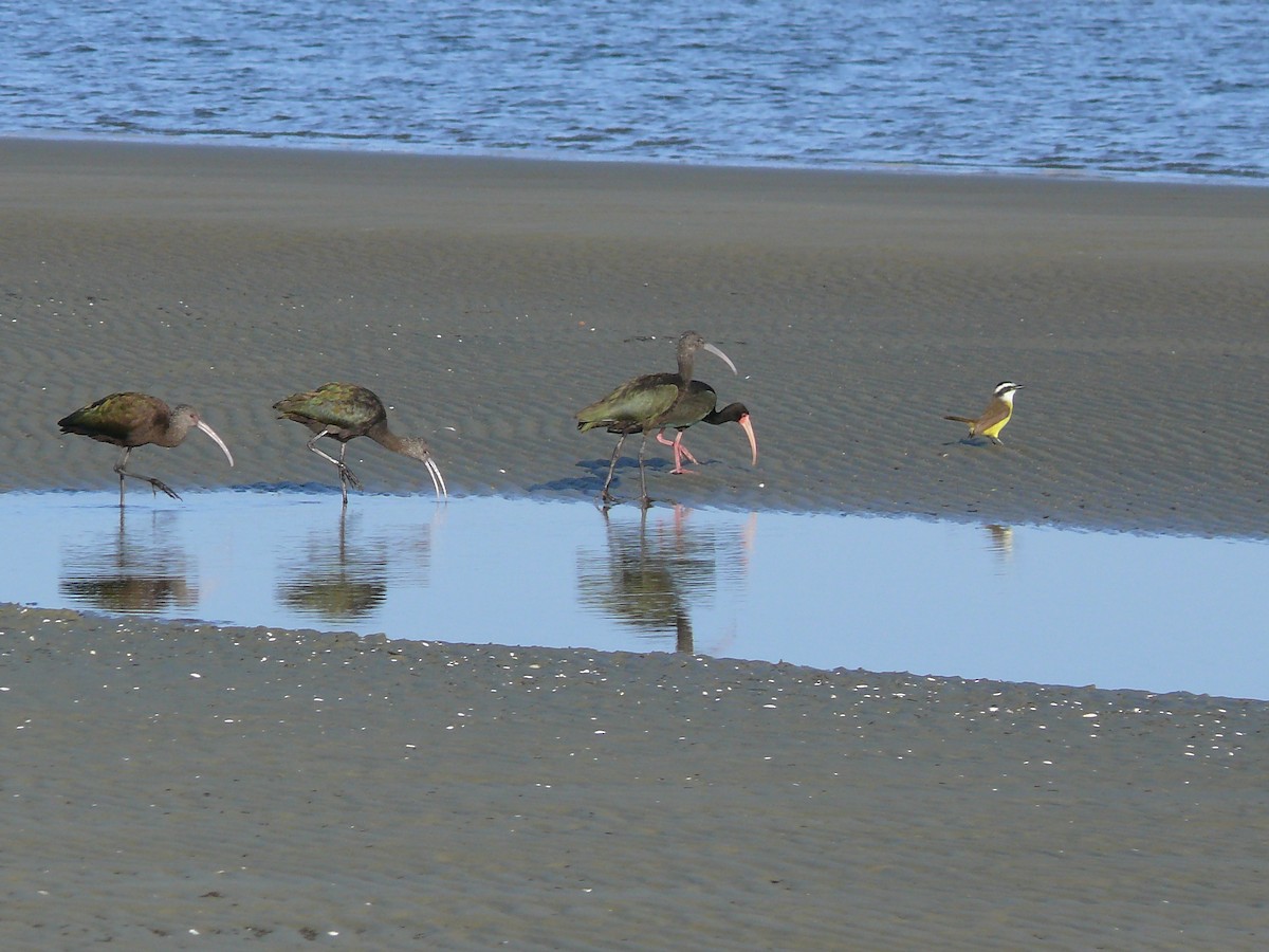 Bare-faced Ibis - ML635369533