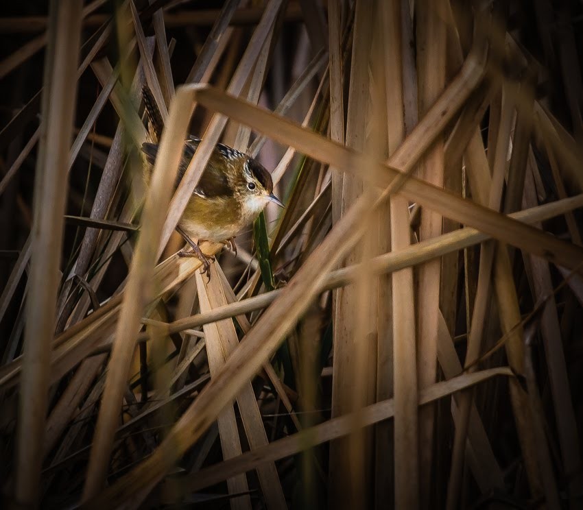 Sedge Wren - ML635369538