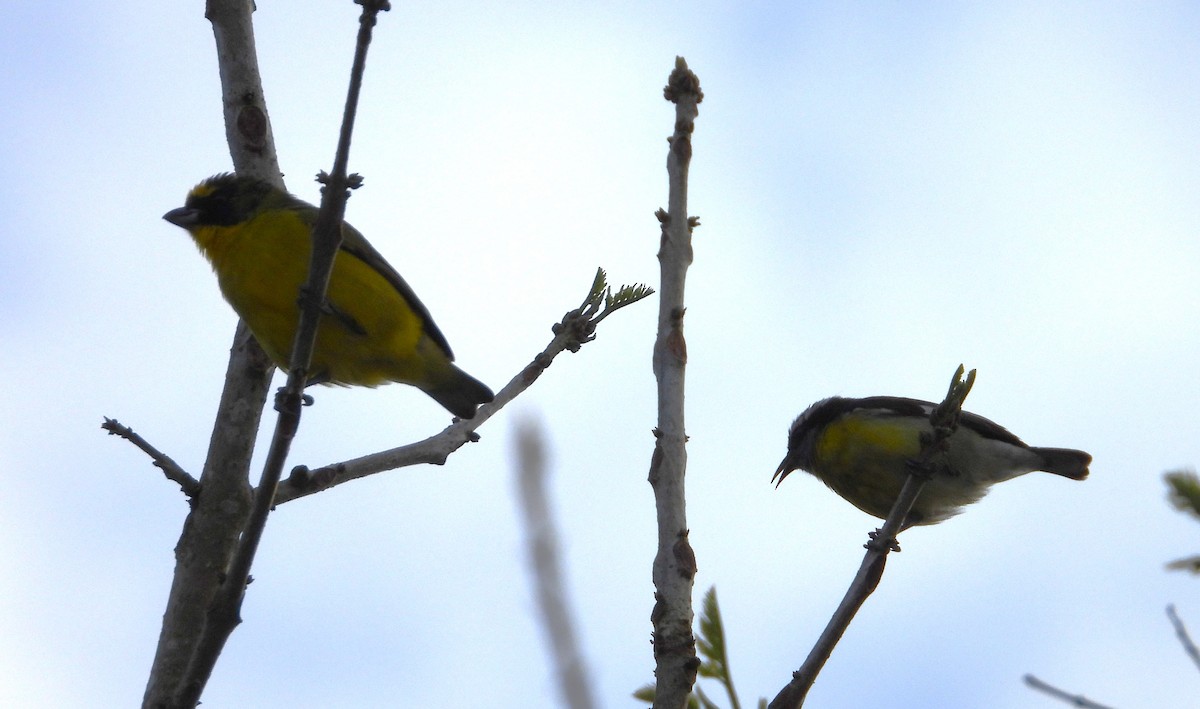 Bananaquit - ML635369539