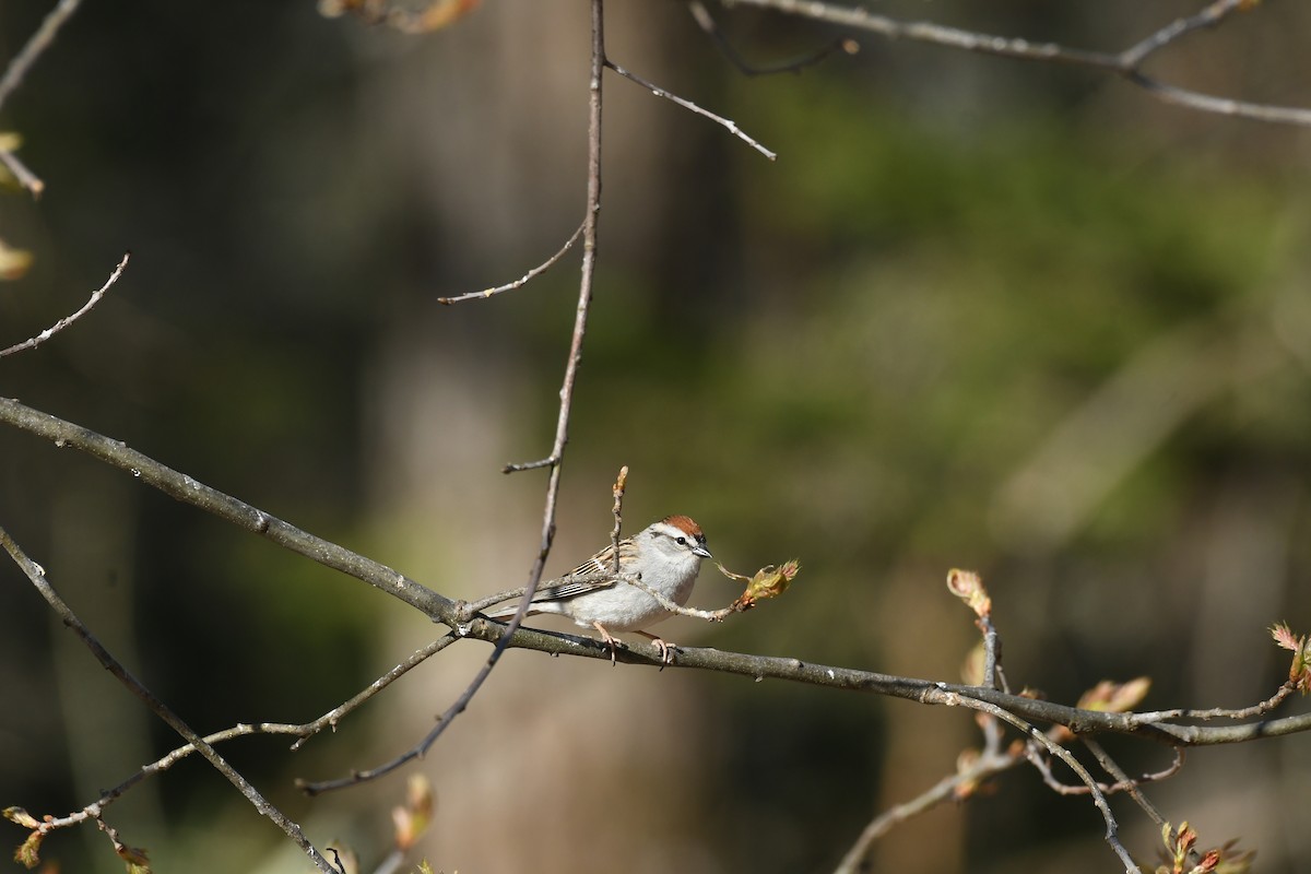 Chipping Sparrow - ML635369555