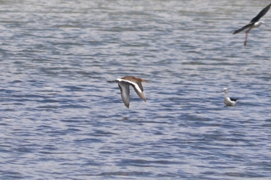 Black-tailed Godwit - ML635369556