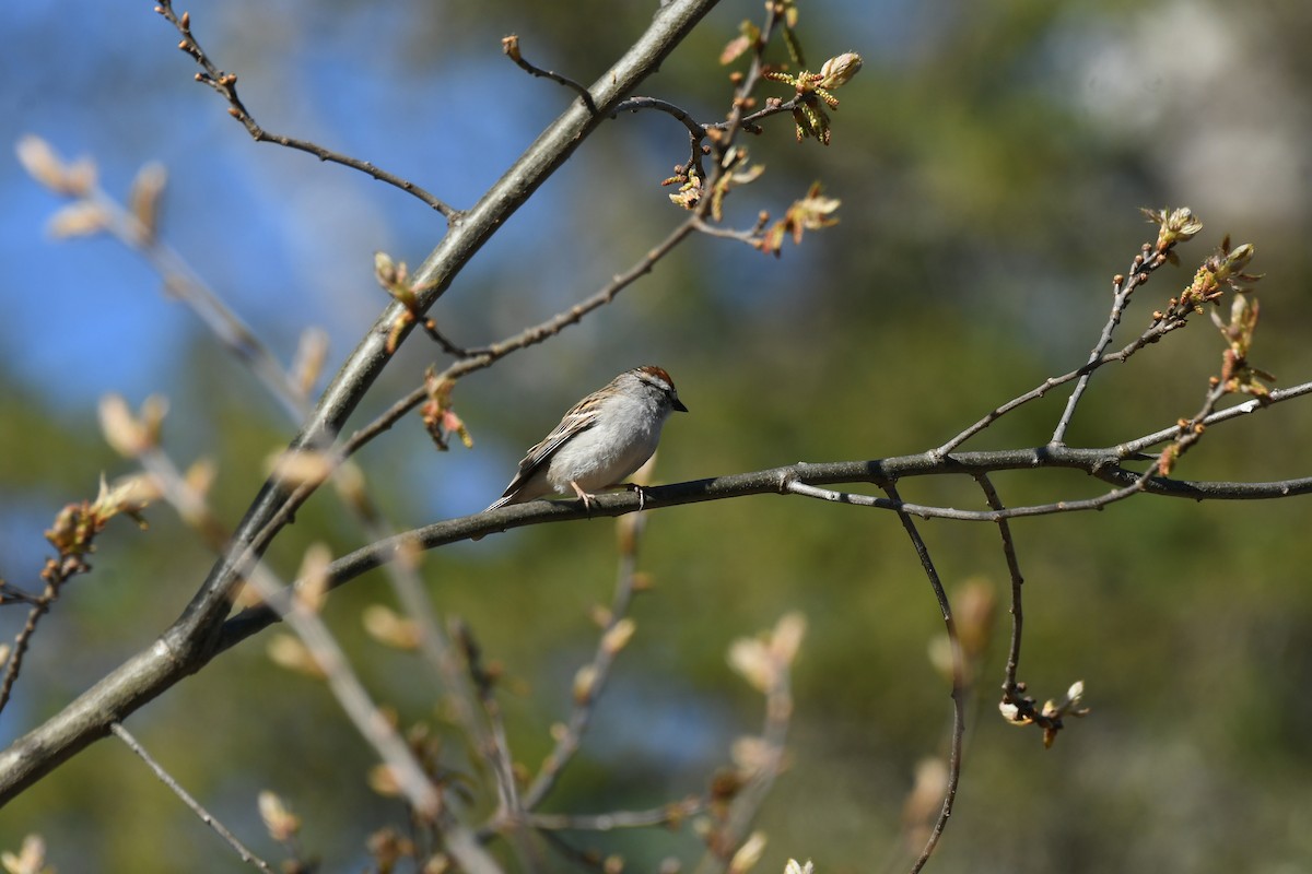 Chipping Sparrow - ML635369557