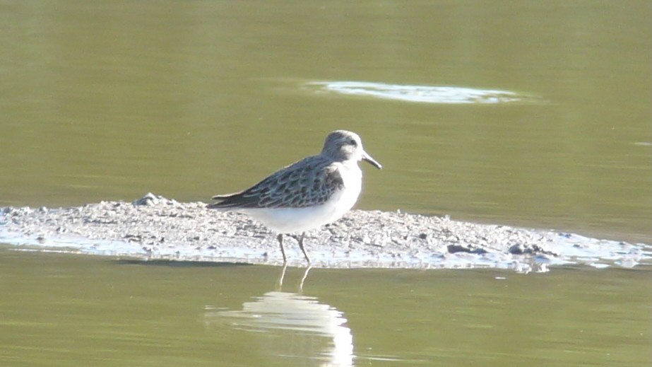Least Sandpiper - ML635369564
