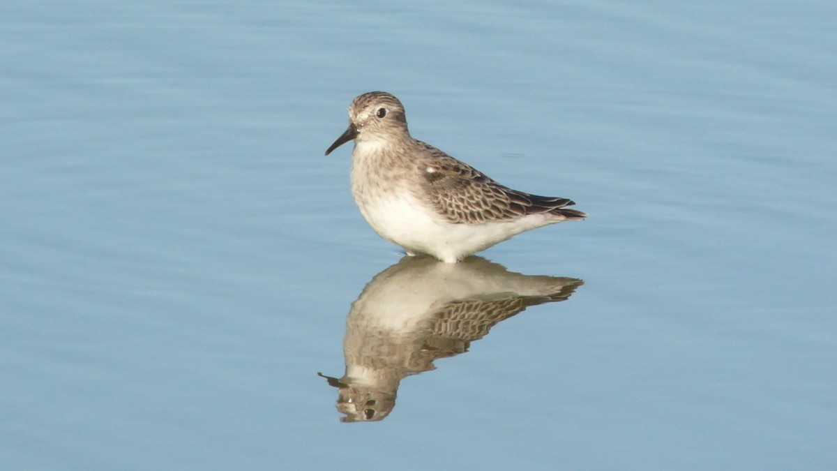 Least Sandpiper - ML635369565