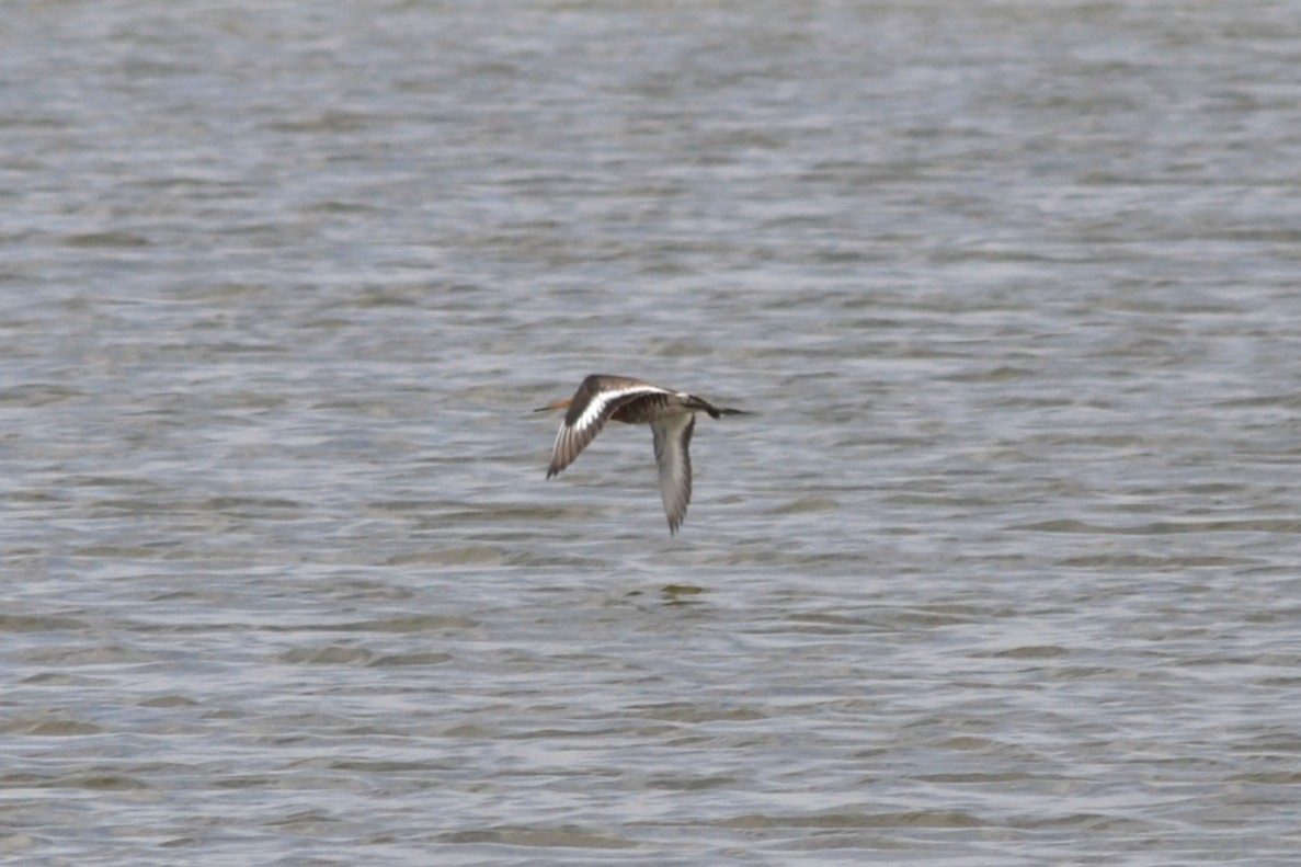 Black-tailed Godwit - ML635369572