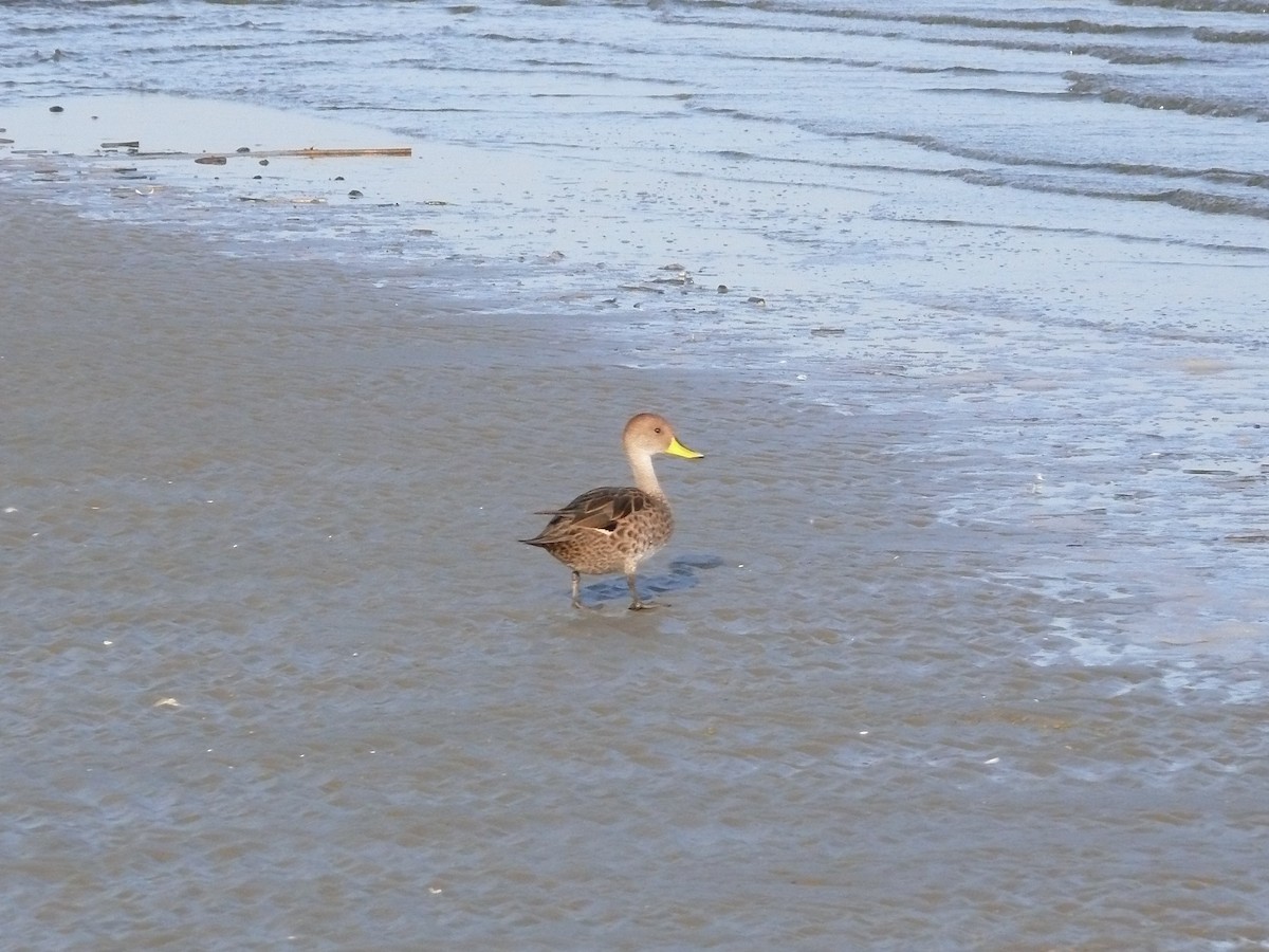 Yellow-billed Pintail - ML635369573
