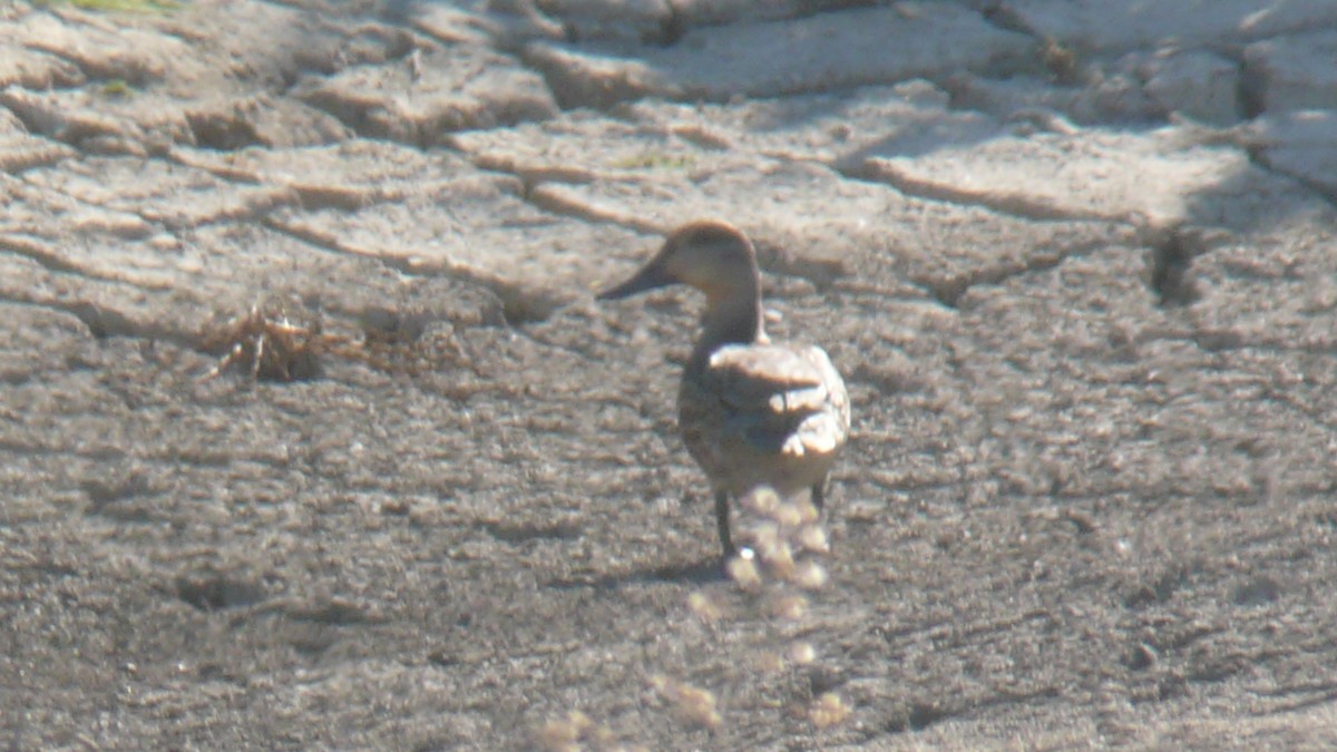 duck sp. - ML635369574