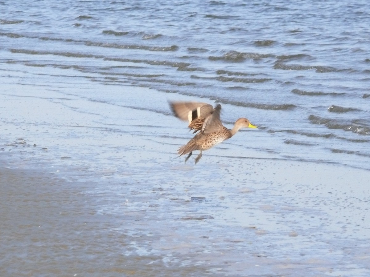 Yellow-billed Pintail - ML635369584