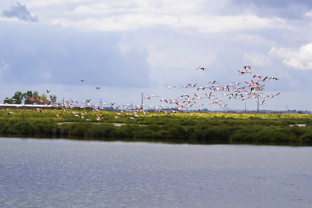 Greater Flamingo - ML635369586