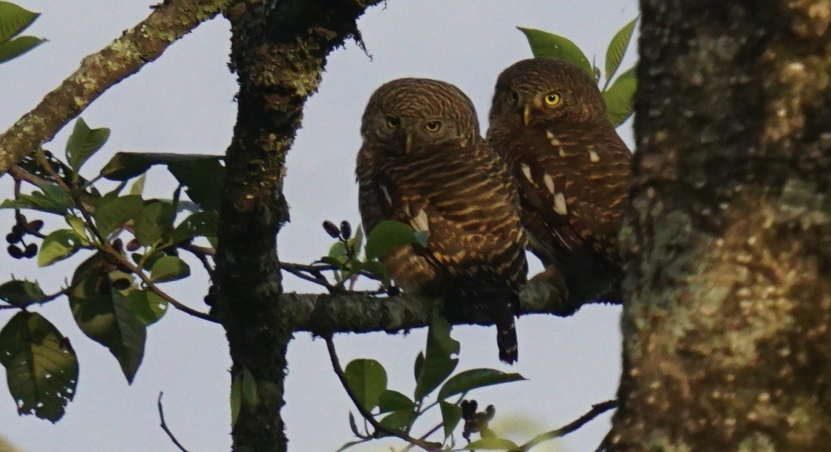 Asian Barred Owlet - ML635369592