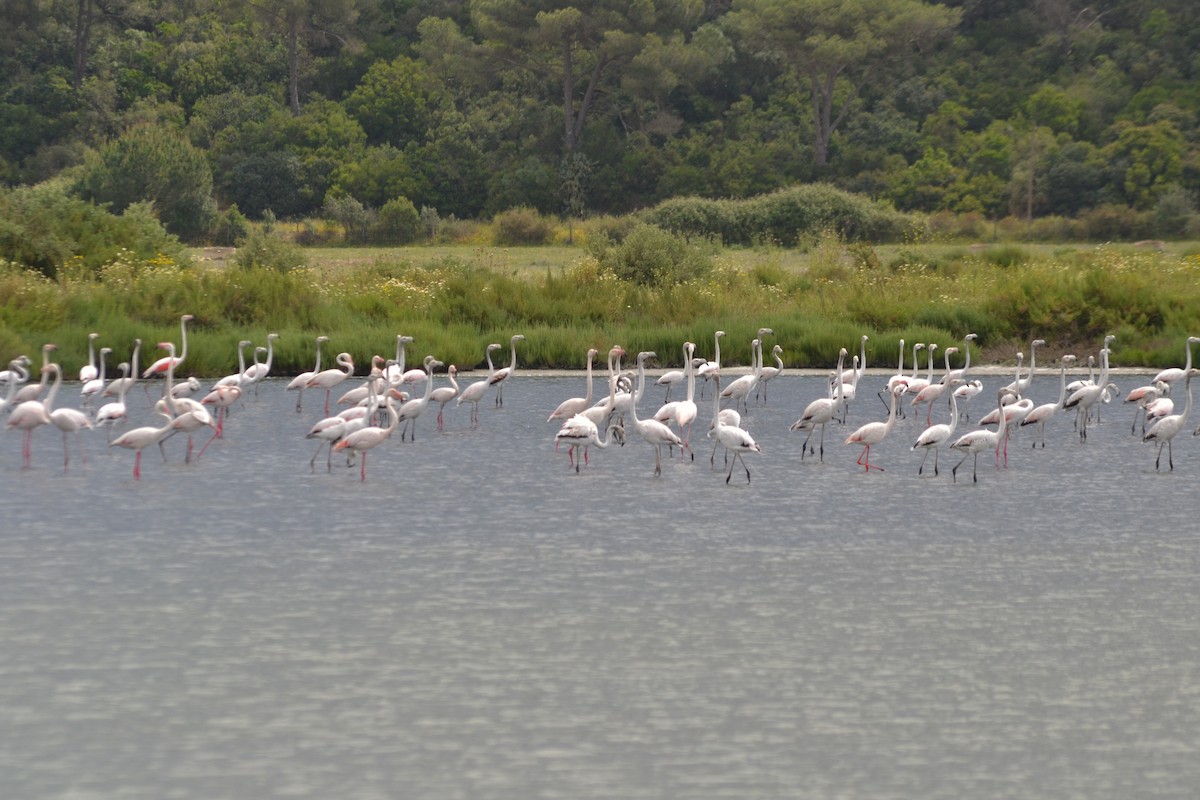 Greater Flamingo - ML635369595