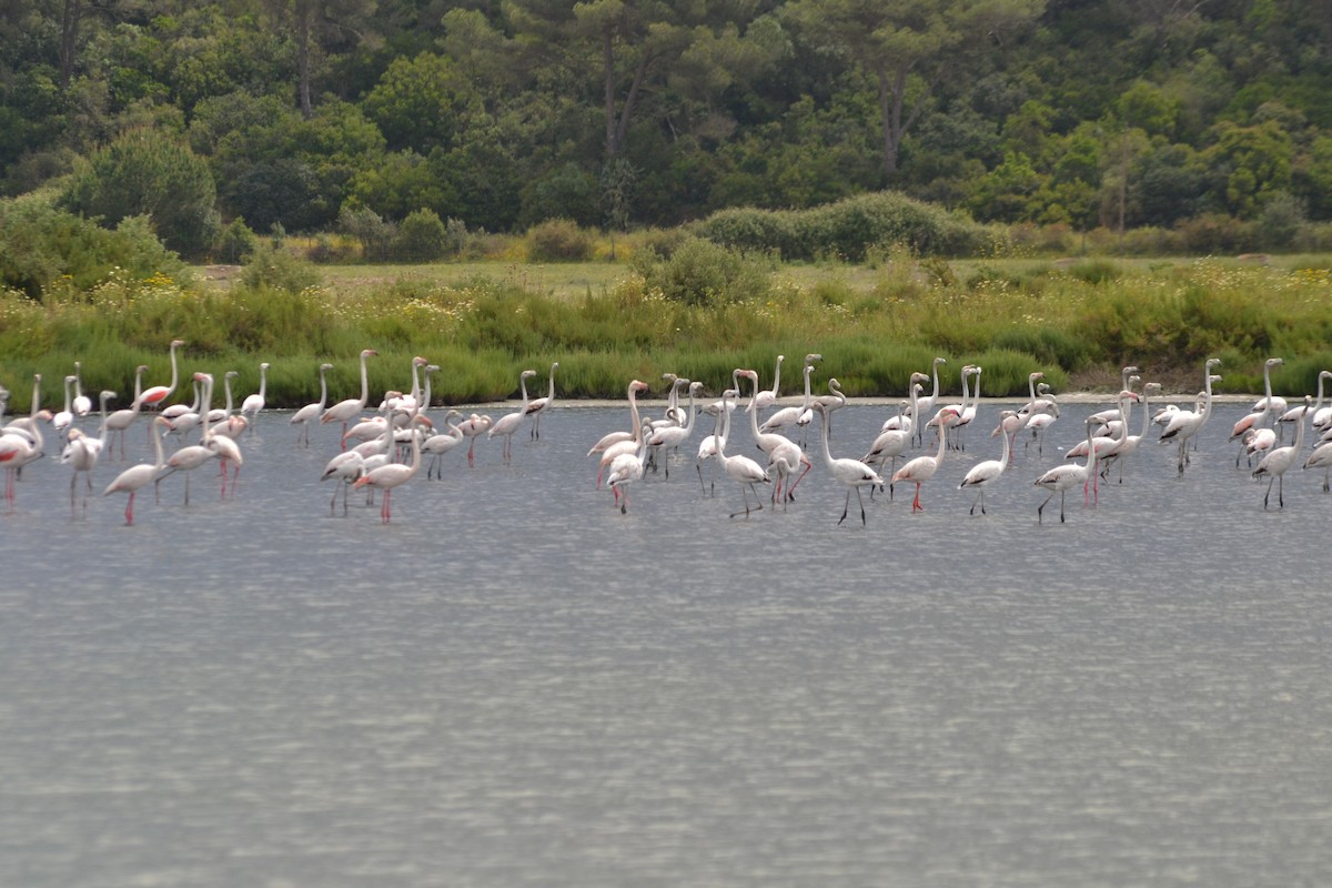 Greater Flamingo - ML635369607