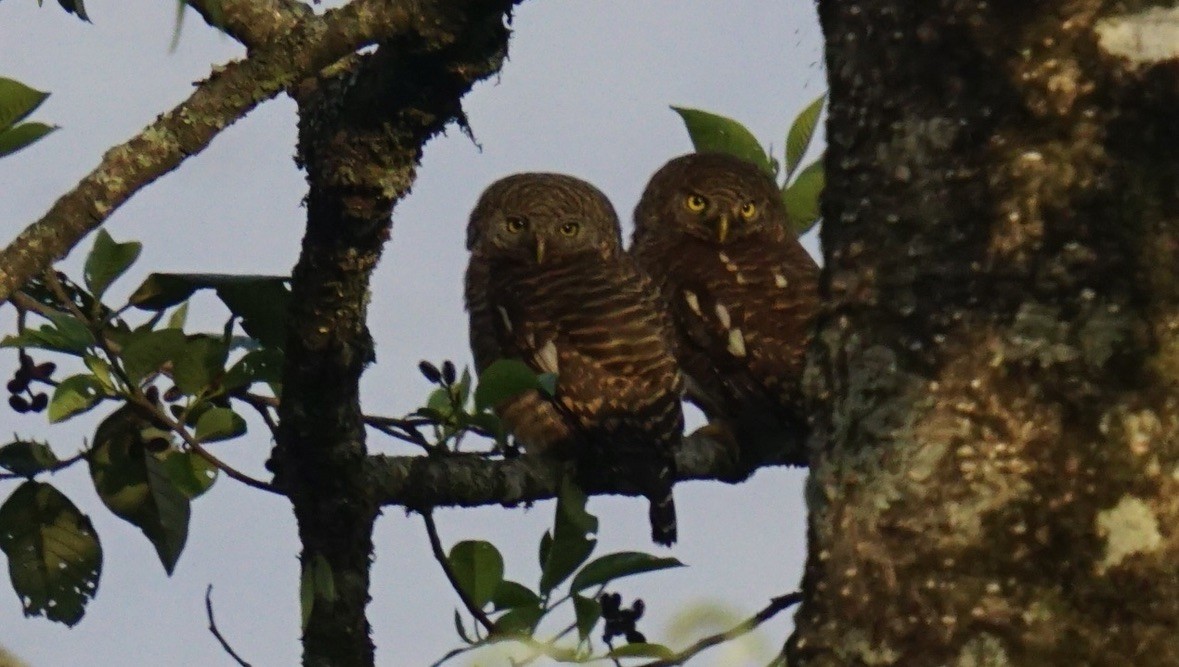 Asian Barred Owlet - ML635369615