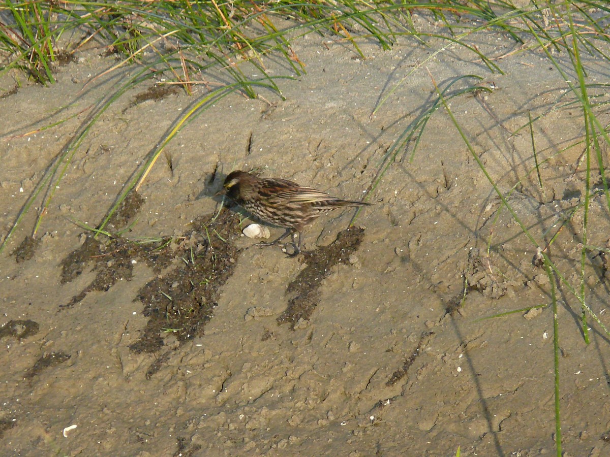 Yellow-winged Blackbird - ML635369618