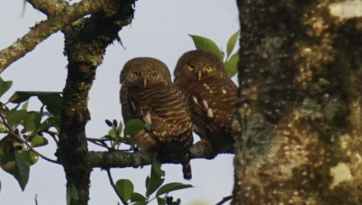Asian Barred Owlet - ML635369622