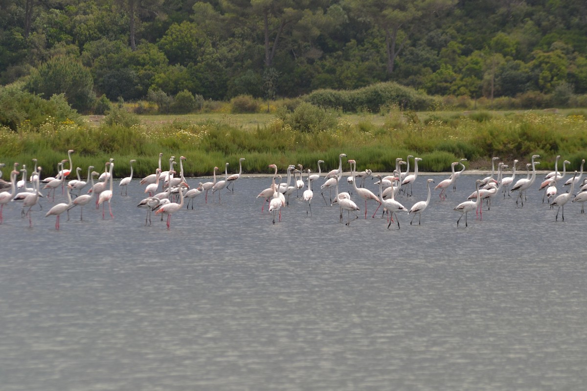 Greater Flamingo - ML635369624