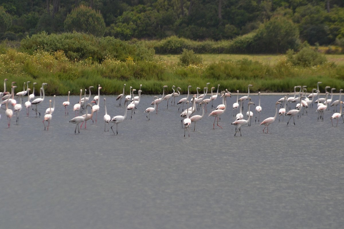 Greater Flamingo - ML635369643