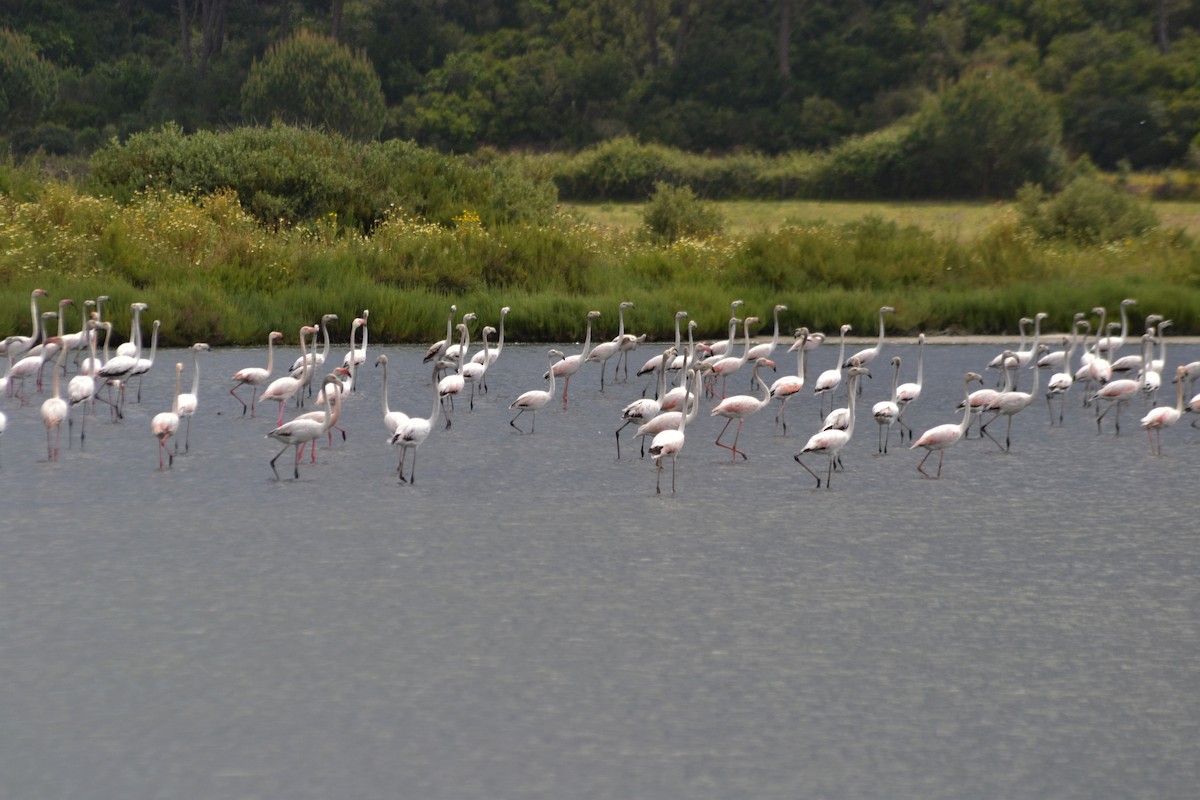 Greater Flamingo - ML635369644