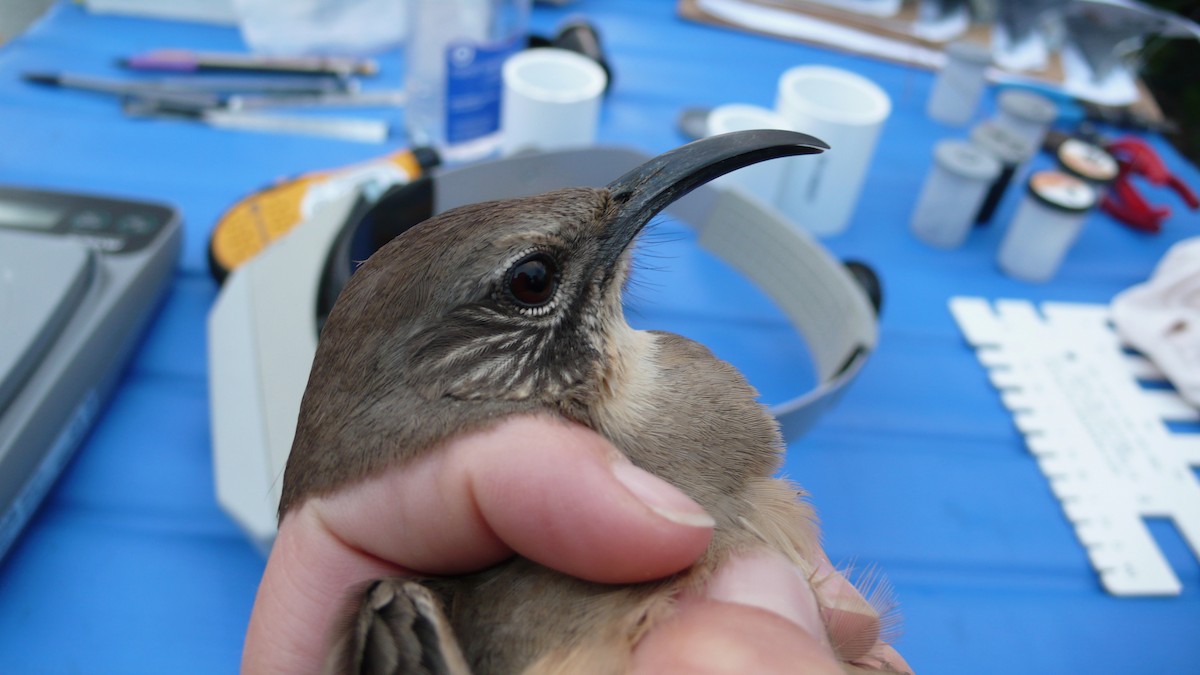 California Thrasher - ML635369646