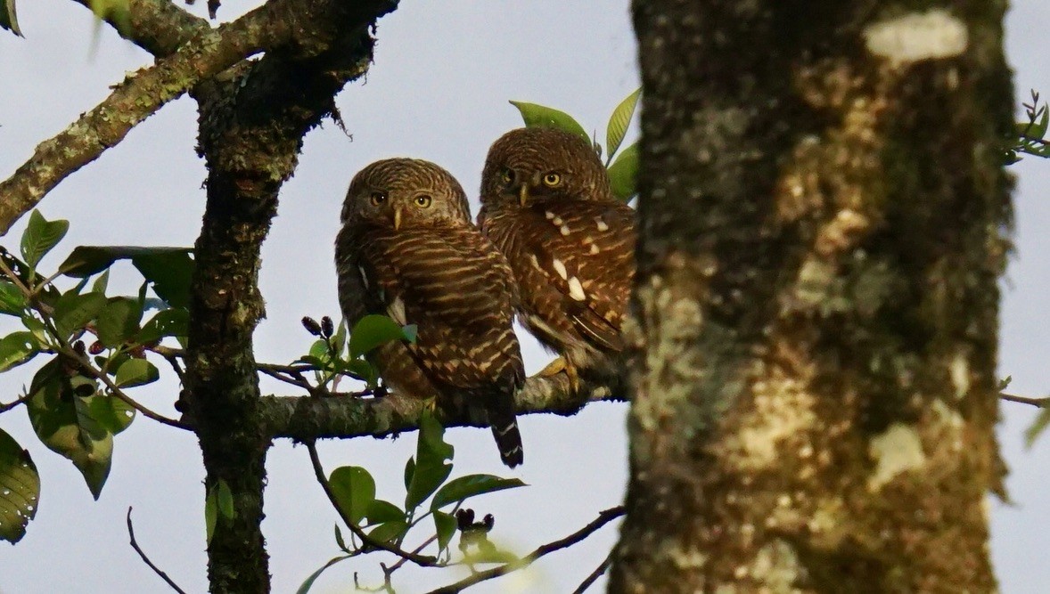 Asian Barred Owlet - ML635369648