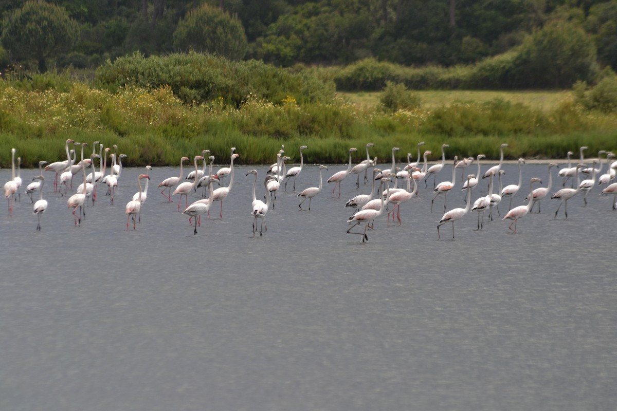 Greater Flamingo - ML635369650
