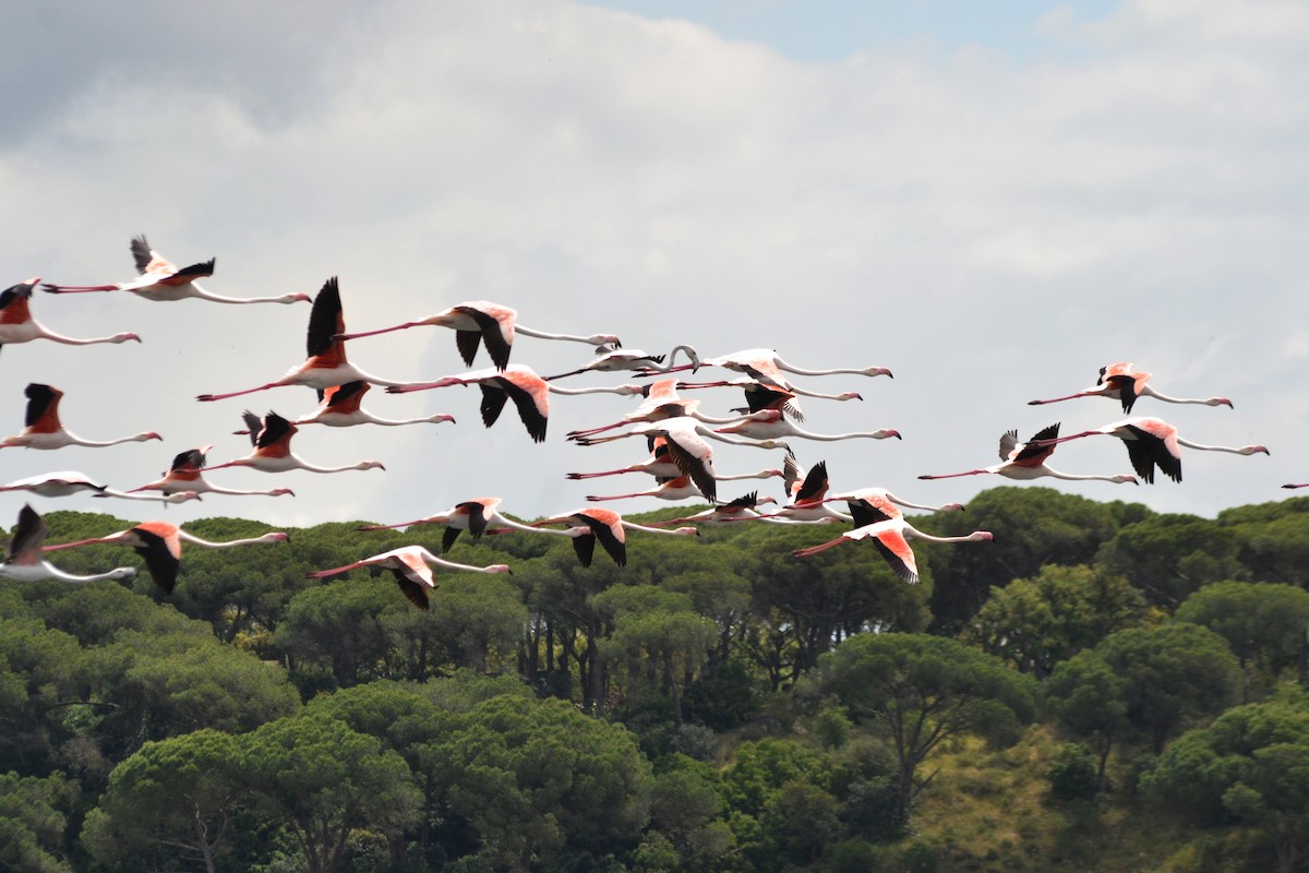 Greater Flamingo - ML635369672