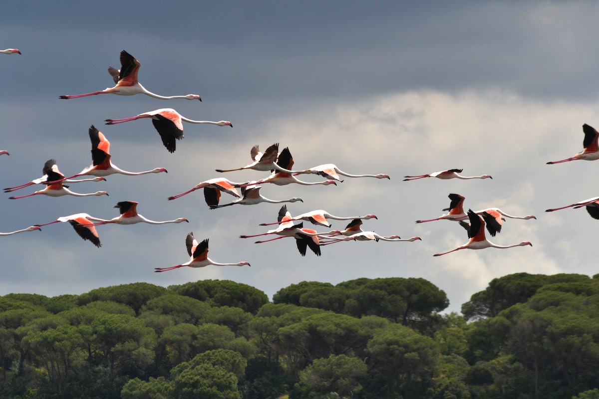 Greater Flamingo - ML635369684