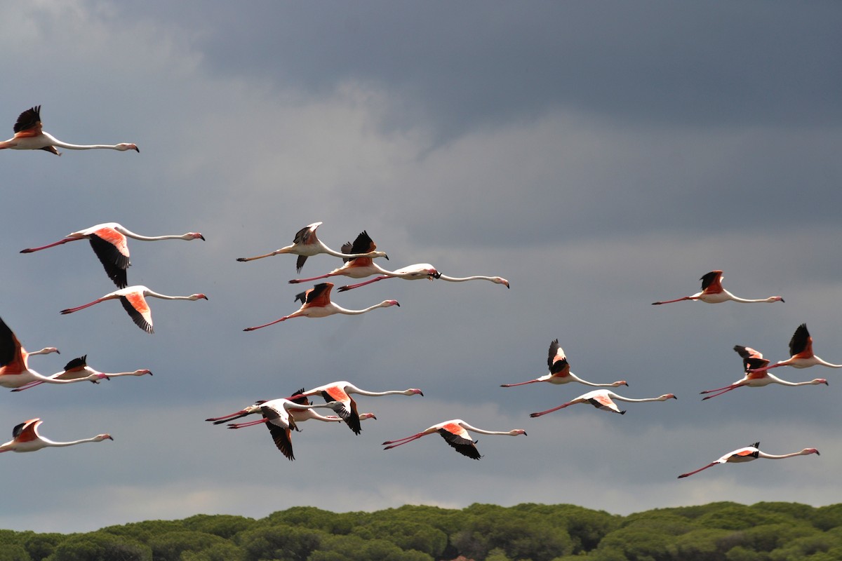 Greater Flamingo - ML635369697
