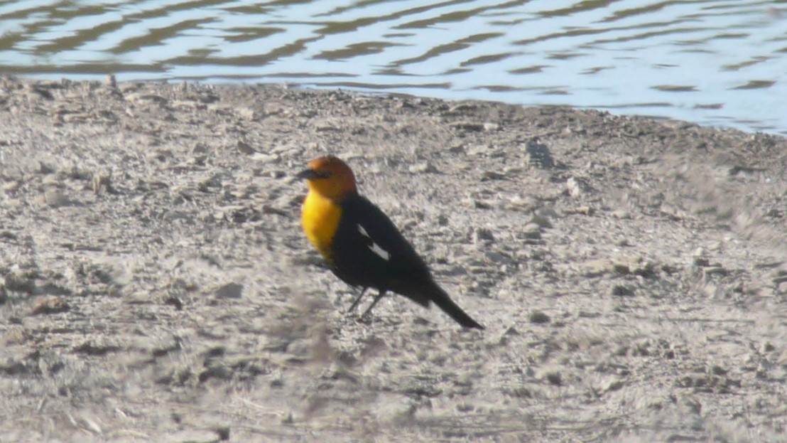 Yellow-headed Blackbird - ML635369705