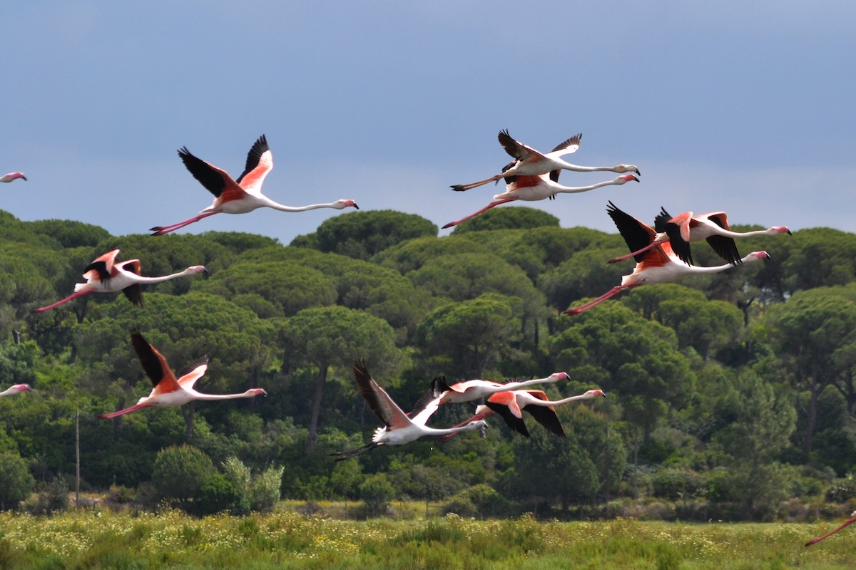Greater Flamingo - ML635369707
