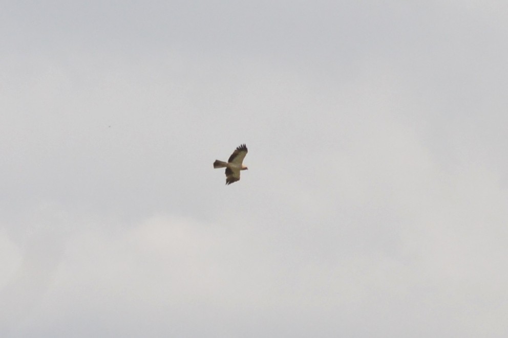 Booted Eagle - ML635369741