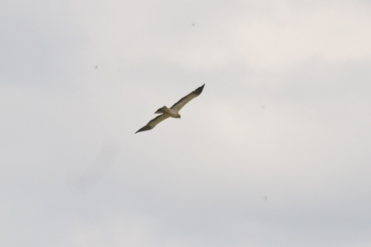 Booted Eagle - ML635369755