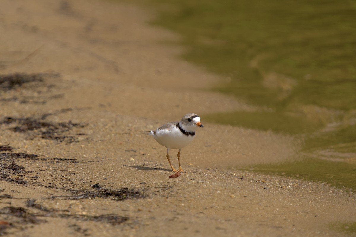 Piping Plover - ML635369772