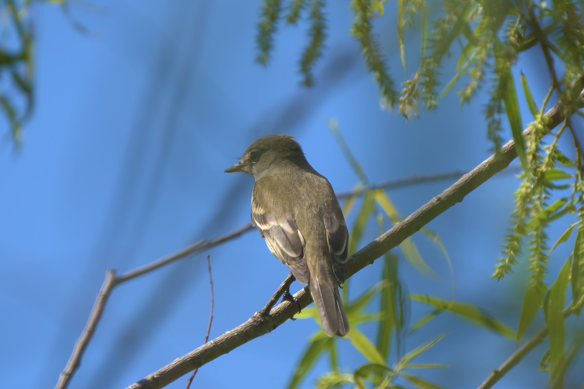 Alder Flycatcher - ML635369786
