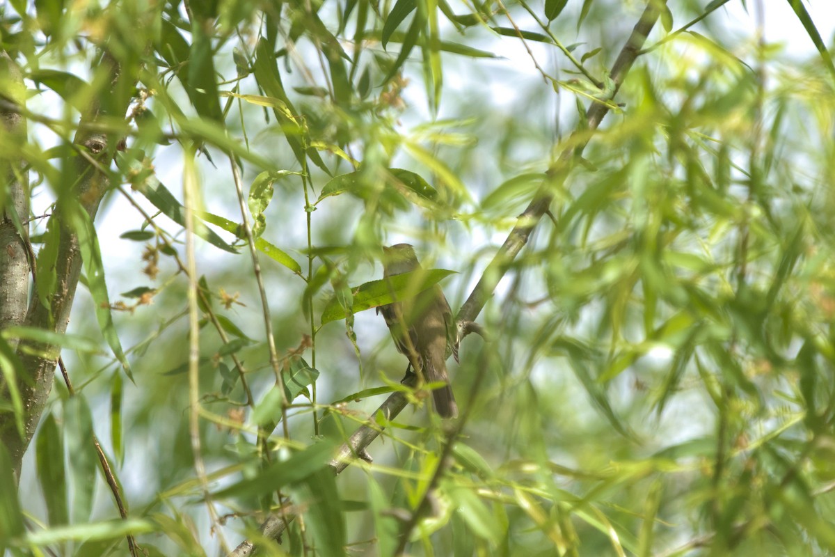 Alder Flycatcher - ML635369789