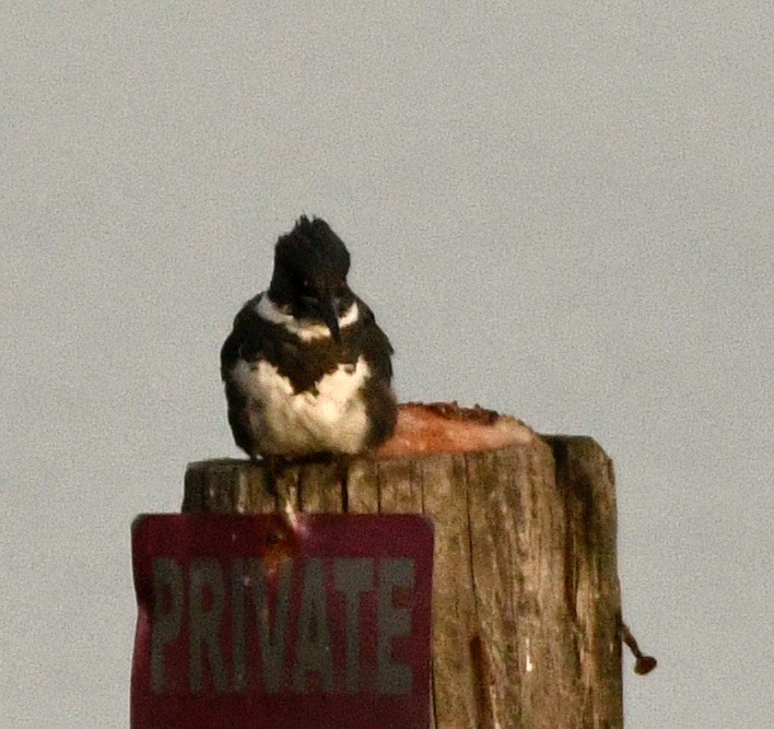 Belted Kingfisher - ML635369797